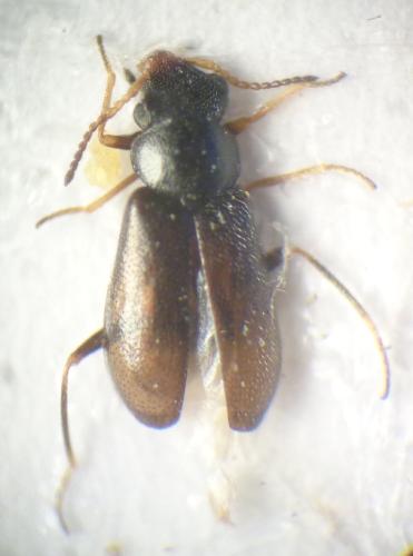 Colotes florieni
